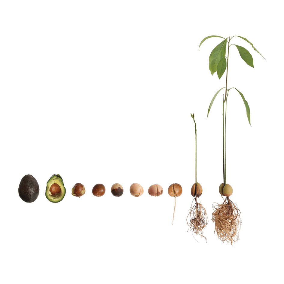 Afbeelding van kiemen van avocados - SuperMatique
