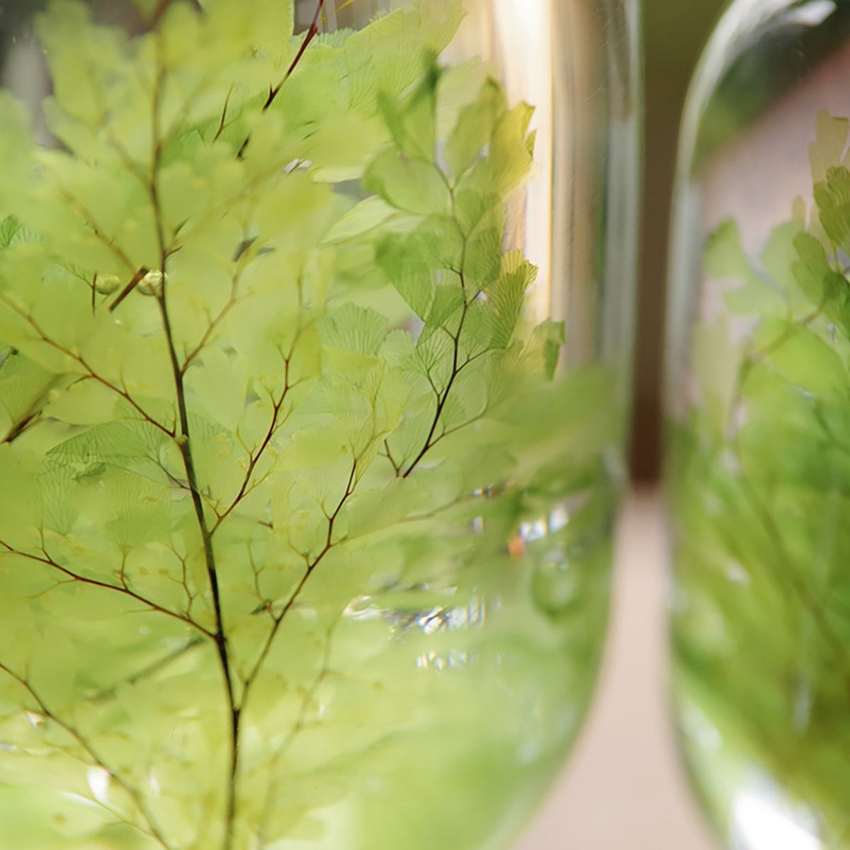 Maidenhair Fern Herbarium - SuperMatique
