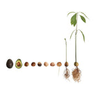 Afbeelding van kiemen van avocados - SuperMatique 