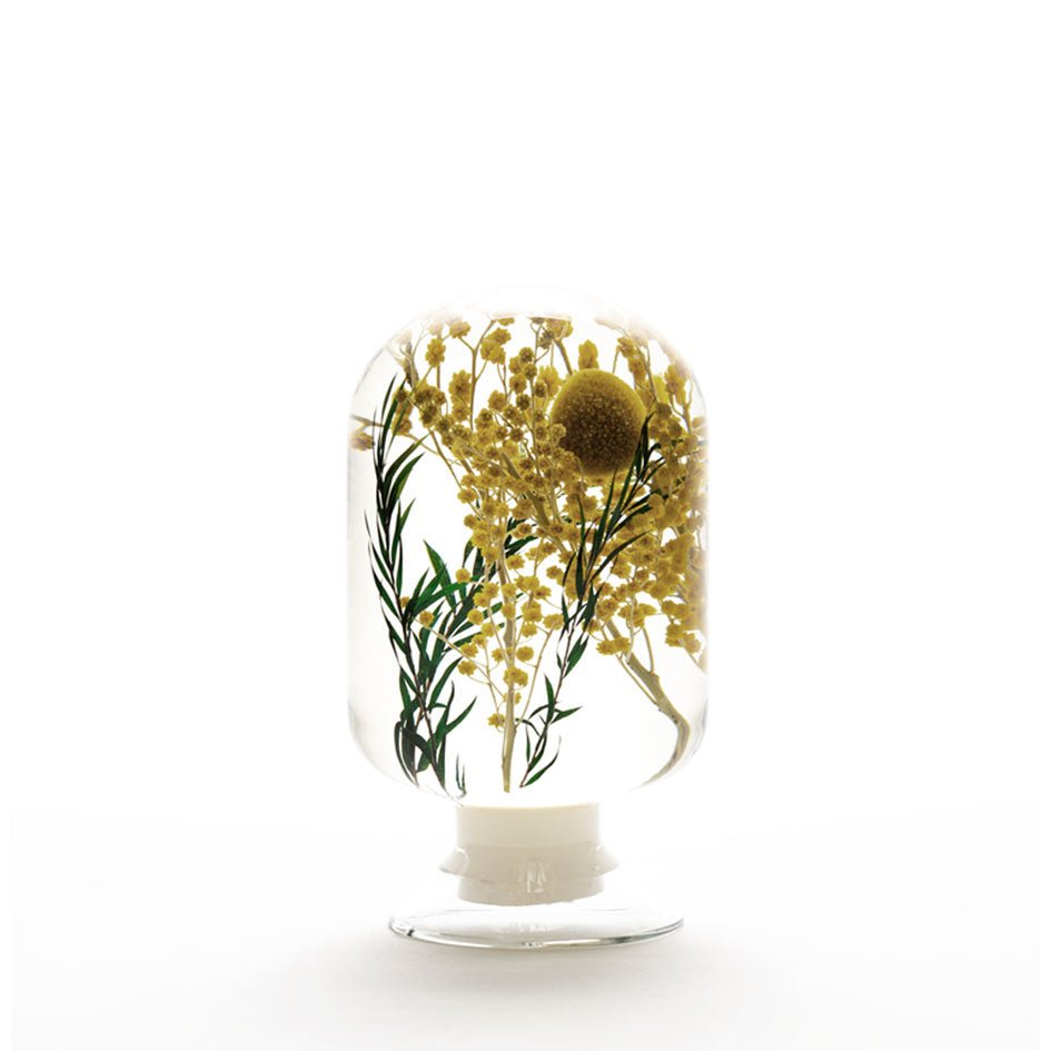 Mimosa Herbarium Presse - papier - SuperMatique