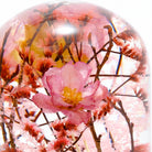 'Pieces Of Time' Herbarium / Presse - Papier 'Cherry Blossom' - Style Jieum - SuperMatique