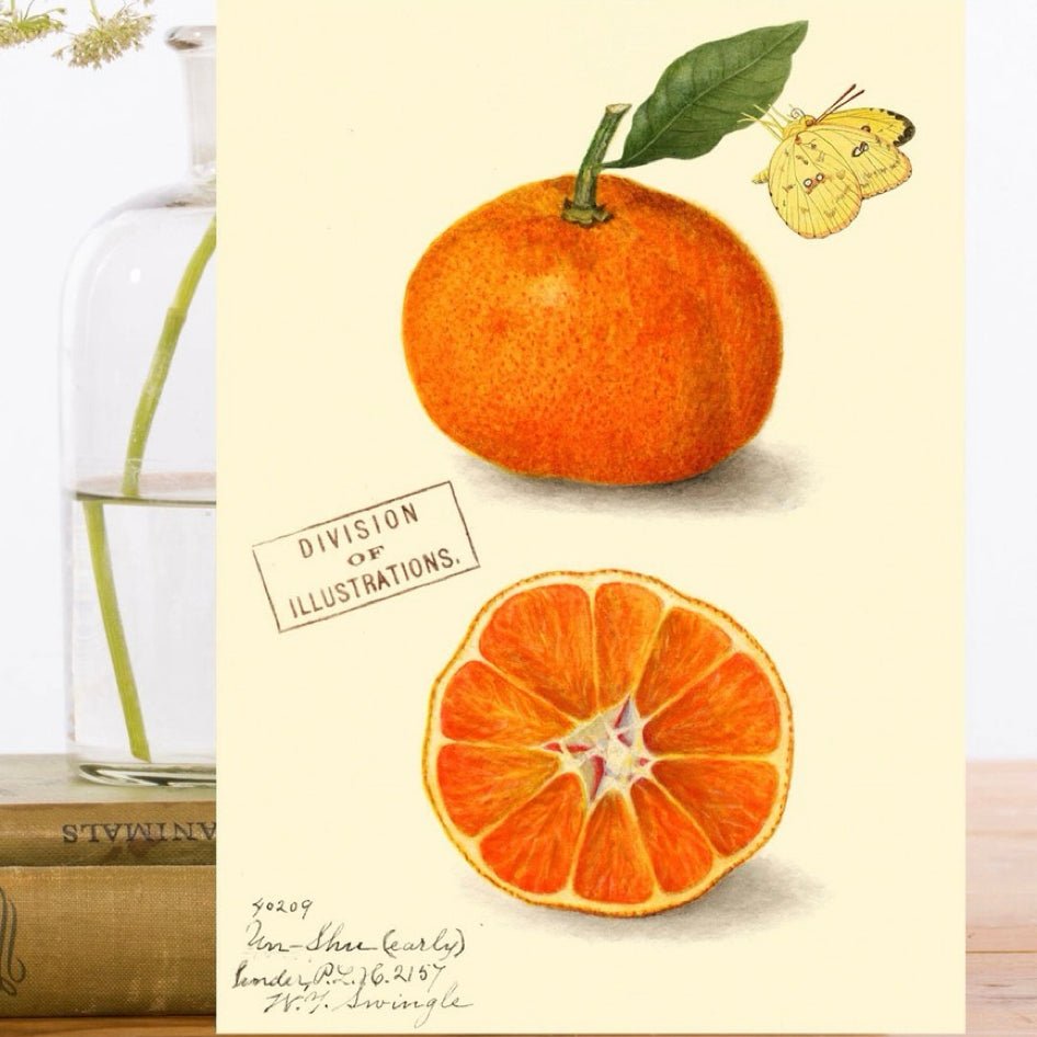Wenskaart 'Clementine' - Madame Treacle - SuperMatique