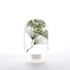 Ammi (Dille) Herbarium Presse-Papiert - SuperMatique