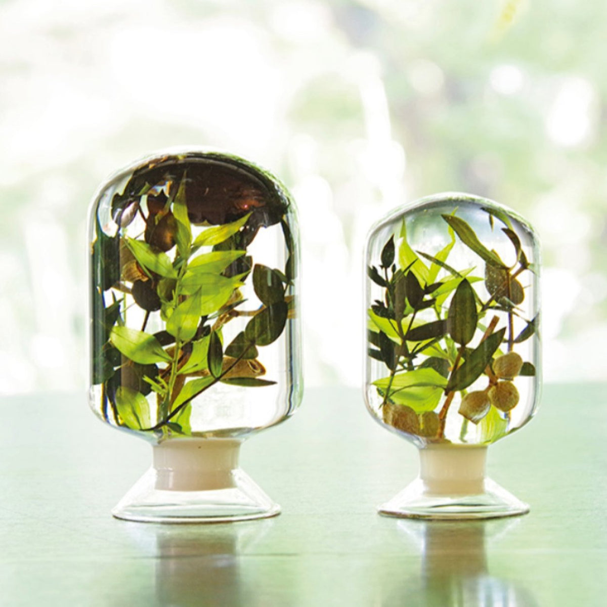 Black Forest Herbarium - SuperMatique