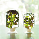 Black Forest Herbarium - SuperMatique