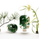 Dennenwoud Herbarium Presse-Papier - SuperMatique