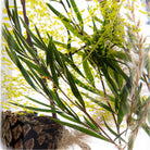 Groene Woud Herbarium Presse-Papier - SuperMatique